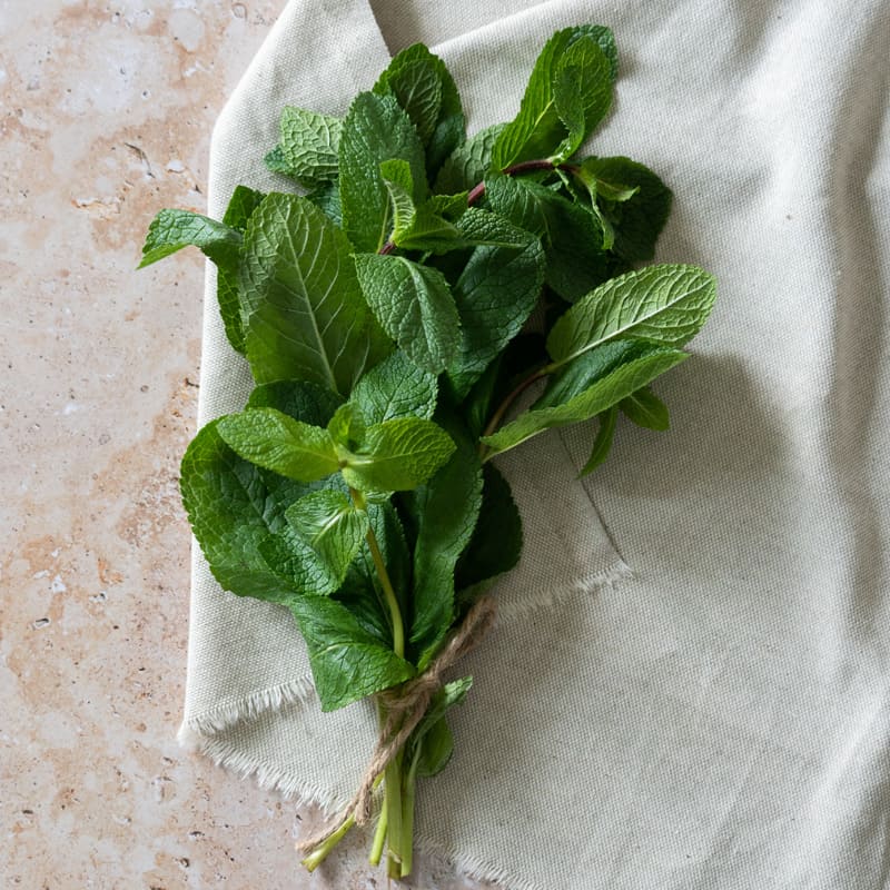 Menta