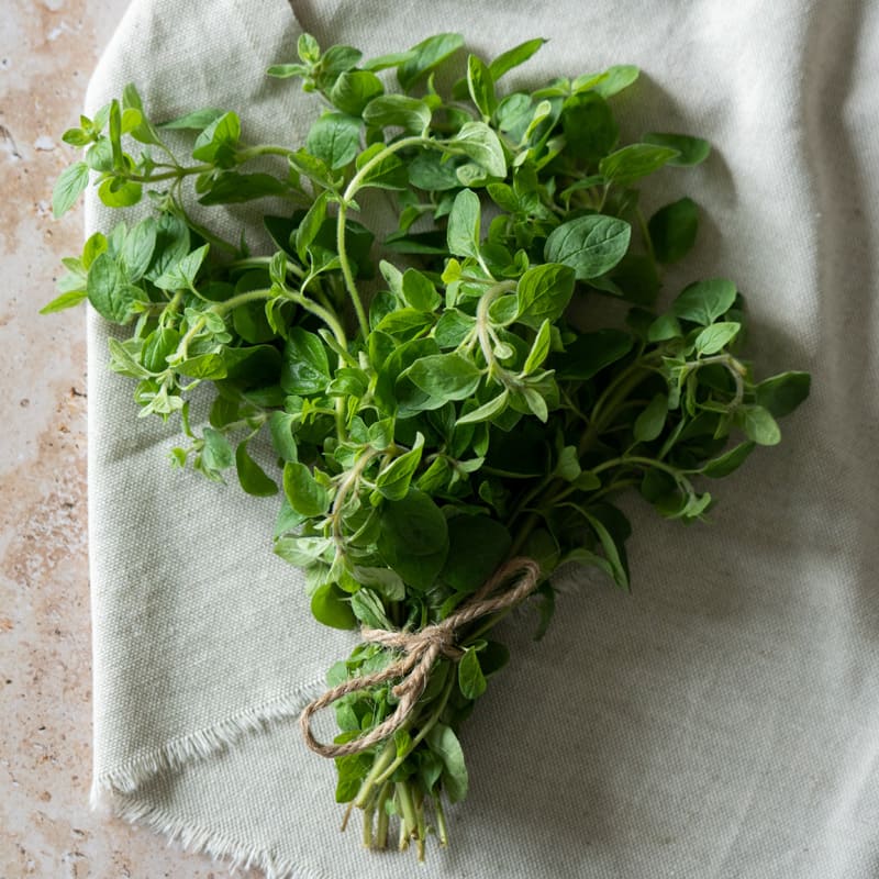 Origano