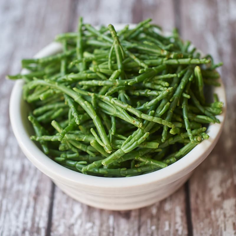 Salicornia